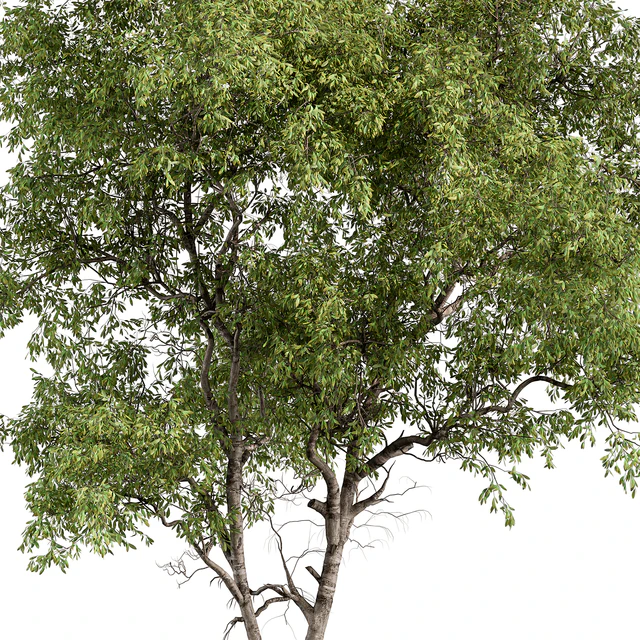 Broadleaf Tree - Tree Set 227 — Descargar