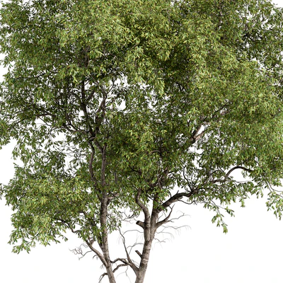 Broadleaf Tree - Tree Set 227 — Ver 6