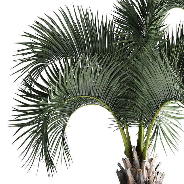 Lush interior palm tree in a metal loft pot with Butia. 995. — Descargar
