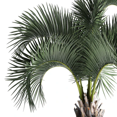 Lush interior palm tree in a metal loft pot with Butia. 995. — Ver 6