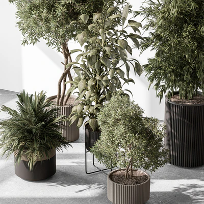 Indoor Plant 531 -Tree in Pot — Ver 5