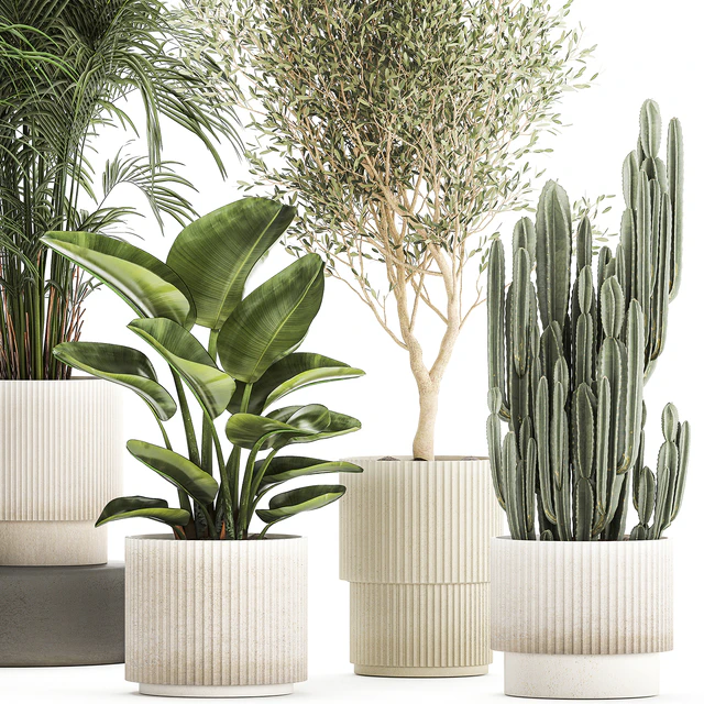 Collection of plants in modern white pots with small indoor lush palm trees Howea, olive tree, cactus, strelitzia. Set 1368. — Descargar