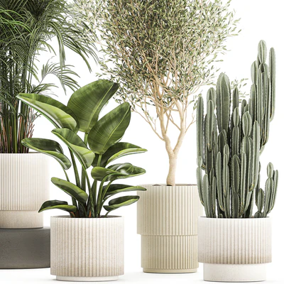 Collection of plants in modern white pots with small indoor lush palm trees Howea, olive tree, cactus, strelitzia. Set 1368. — Ver 4