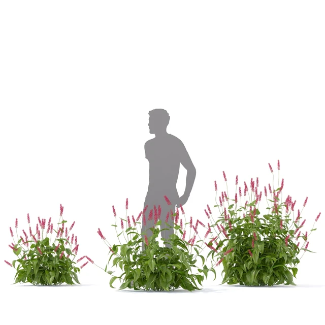 Highlander candlestick flowers | Persicaria amplexicaule — Download
