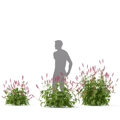Highlander candlestick flowers | Persicaria amplexicaule — View 4