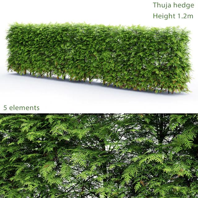 Thuja Hedge — Descargar