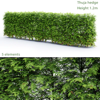 Thuja Hedge — Ver 1