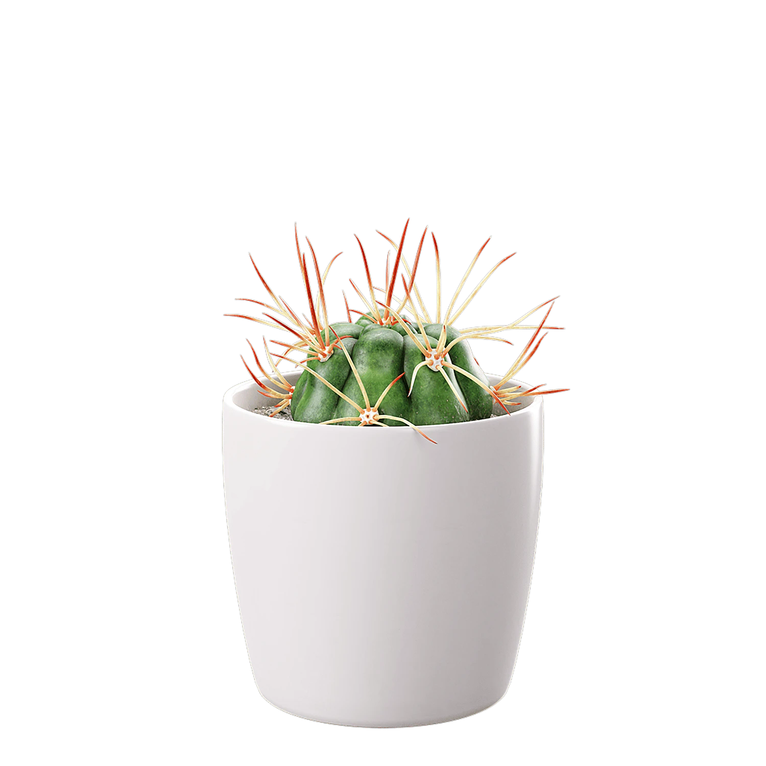 plant cactus euphorbia 002 — Descargar
