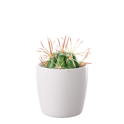 plant cactus euphorbia 002 — Descargar