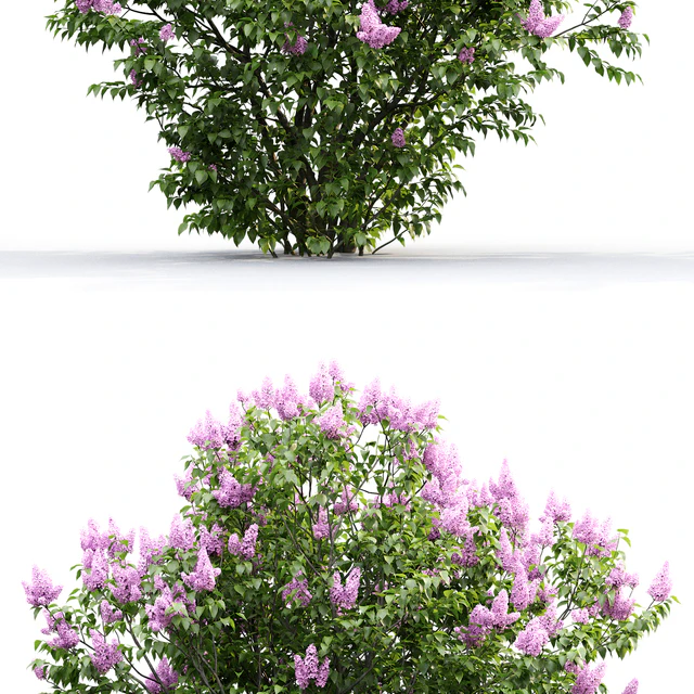 Syringa — Скачать