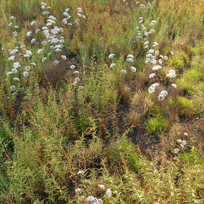 Meadow 10 — Ver 4