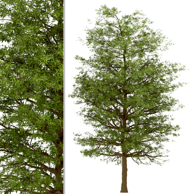 Set of Willow Oak Trees (Quercus phellos) (2 Trees) — Descargar