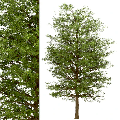 Set of Willow Oak Trees (Quercus phellos) (2 Trees) — Ver 3