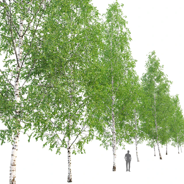 Birch forest part 12 — Descargar