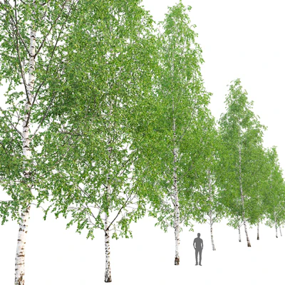 Birch forest part 12 — Ver 4