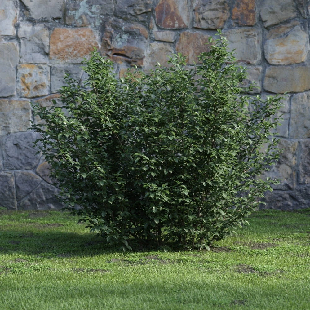 plants and bushes 017 — Скачать