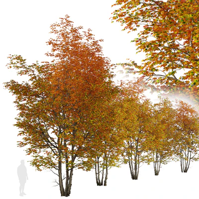 Set of Silver maple Tree (Creek maple) (2 Trees) — Ver 3