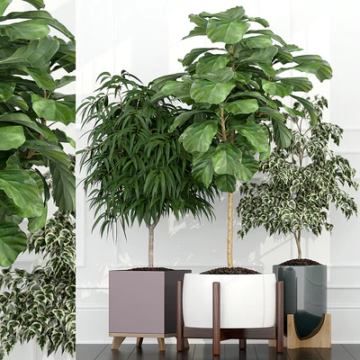 Plants collection 67 — Вид 1