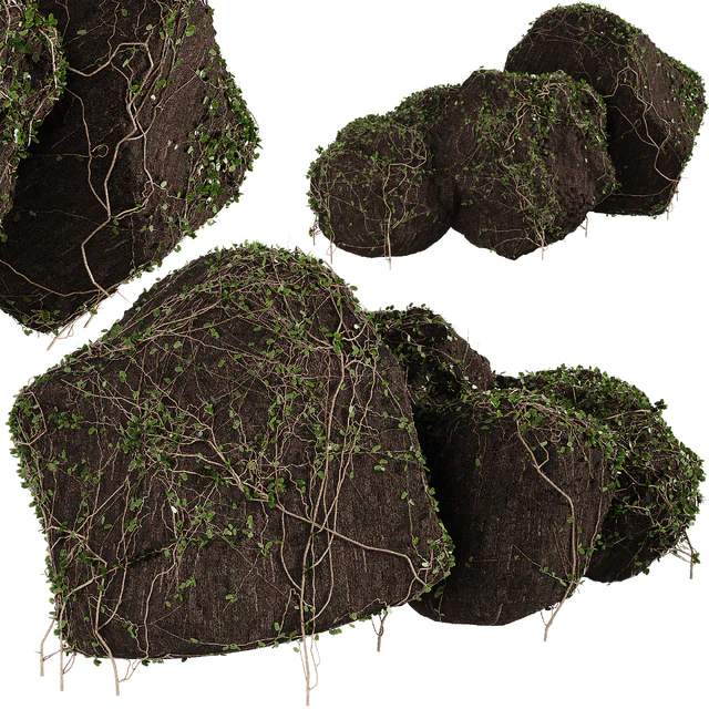 Ivy on stones 01 — Descargar