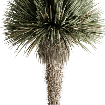 Outdoor Plants 577 - Yuka Tree — Вид 3