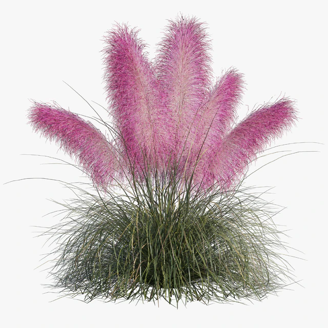 Muhlenbergia Capillaris - Pink Muhly Grass — Descargar