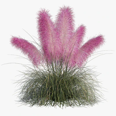 Muhlenbergia Capillaris - Pink Muhly Grass — Ver 4