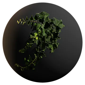 ivy 004 — Descargar