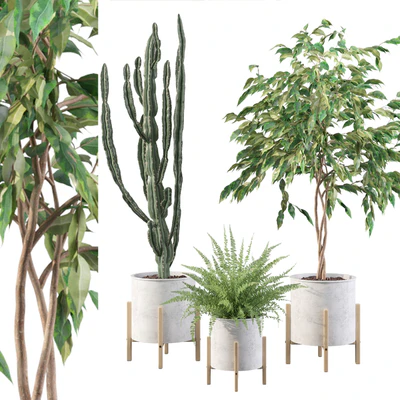 Plants collection 095 — Ver 1