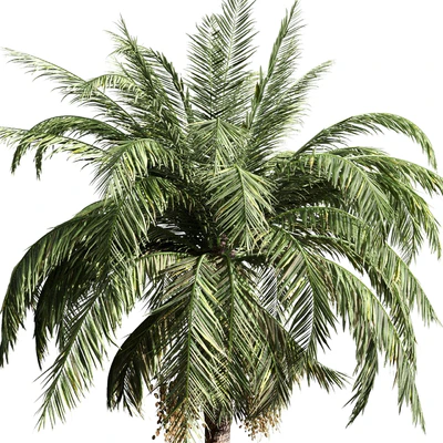 set of palms — Ver 4