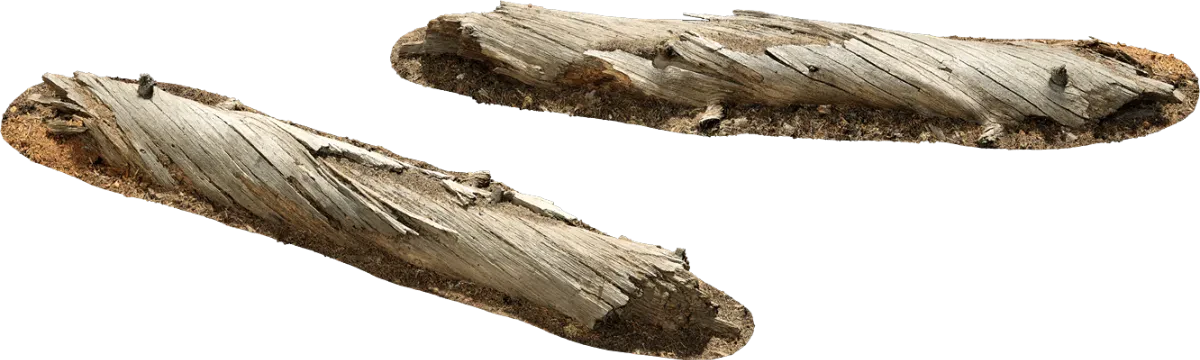 large fallen tree 001 — Descargar