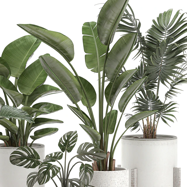 Collection of small plants in white pots on legs with Strelitzia, banana palm, hovea, monstera, alokasia. Set 557. — Descargar