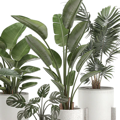 Collection of small plants in white pots on legs with Strelitzia, banana palm, hovea, monstera, alokasia. Set 557. — Ver 3