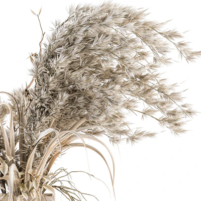 Dry plants 39 - Dried Plant Pampas — Ver 4