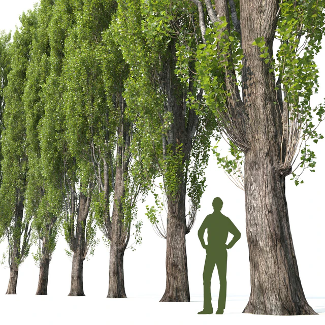 Poplar / Populus #1 — Descargar