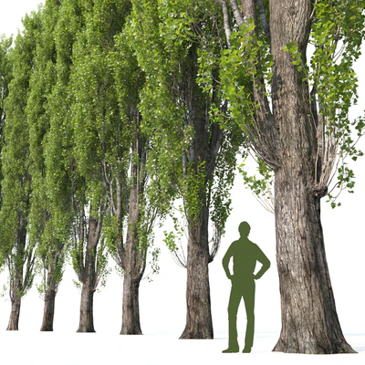 Poplar / Populus #1 — Ver 4