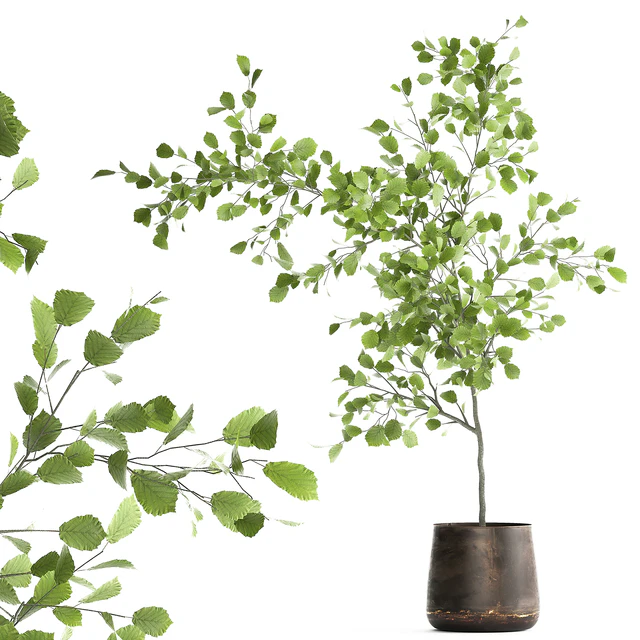Decorative small Linden tree, Hazel in a rusty metal pot. Set 953. — Descargar