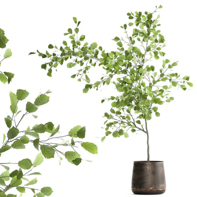 Decorative small Linden tree, Hazel in a rusty metal pot. Set 953. — Ver 1