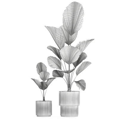 Beautiful shrub small Likuala palm tree in a white flower pot. Plant collection 1270 — Ver 6
