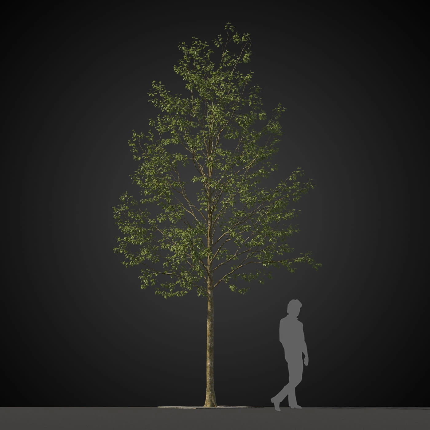 trees 025 — Скачать