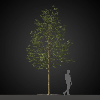 trees 025 — Скачать