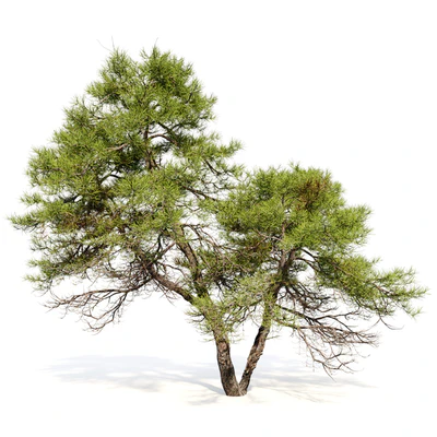 Japanese red pine 02 — Ver 3
