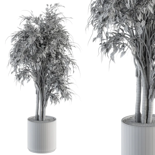 indoor Plant Set 266 - Ficus Benjamin Plant in pot — Descargar