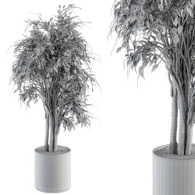 indoor Plant Set 266 - Ficus Benjamin Plant in pot — Ver 3