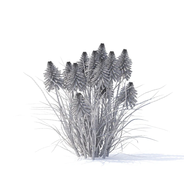 Knifofia flowers | Kniphofia — Descargar
