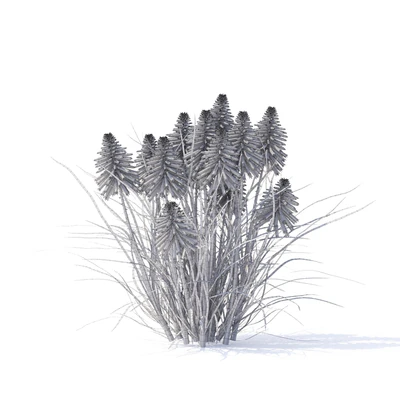 Knifofia flowers | Kniphofia — Ver 3