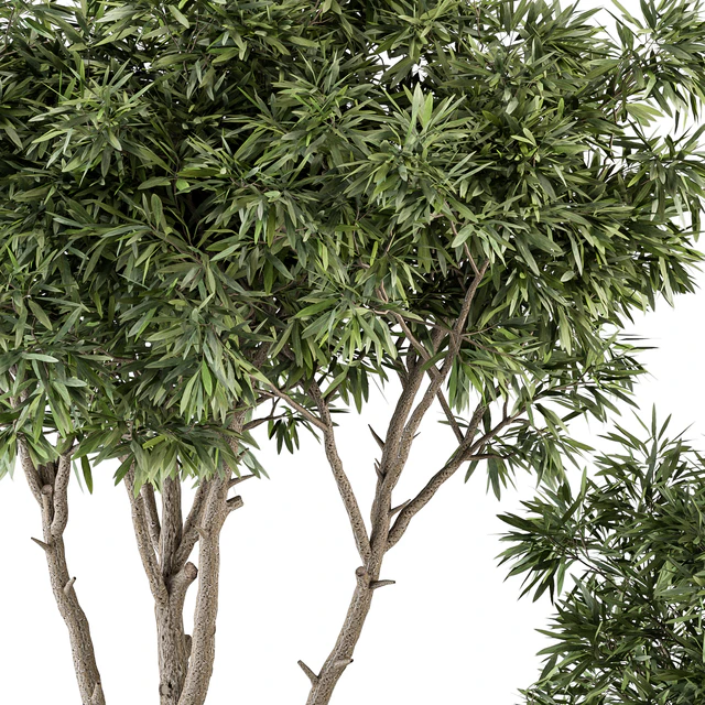 indoor Plant Set 361- Tree and Plant Set in pot — Скачать