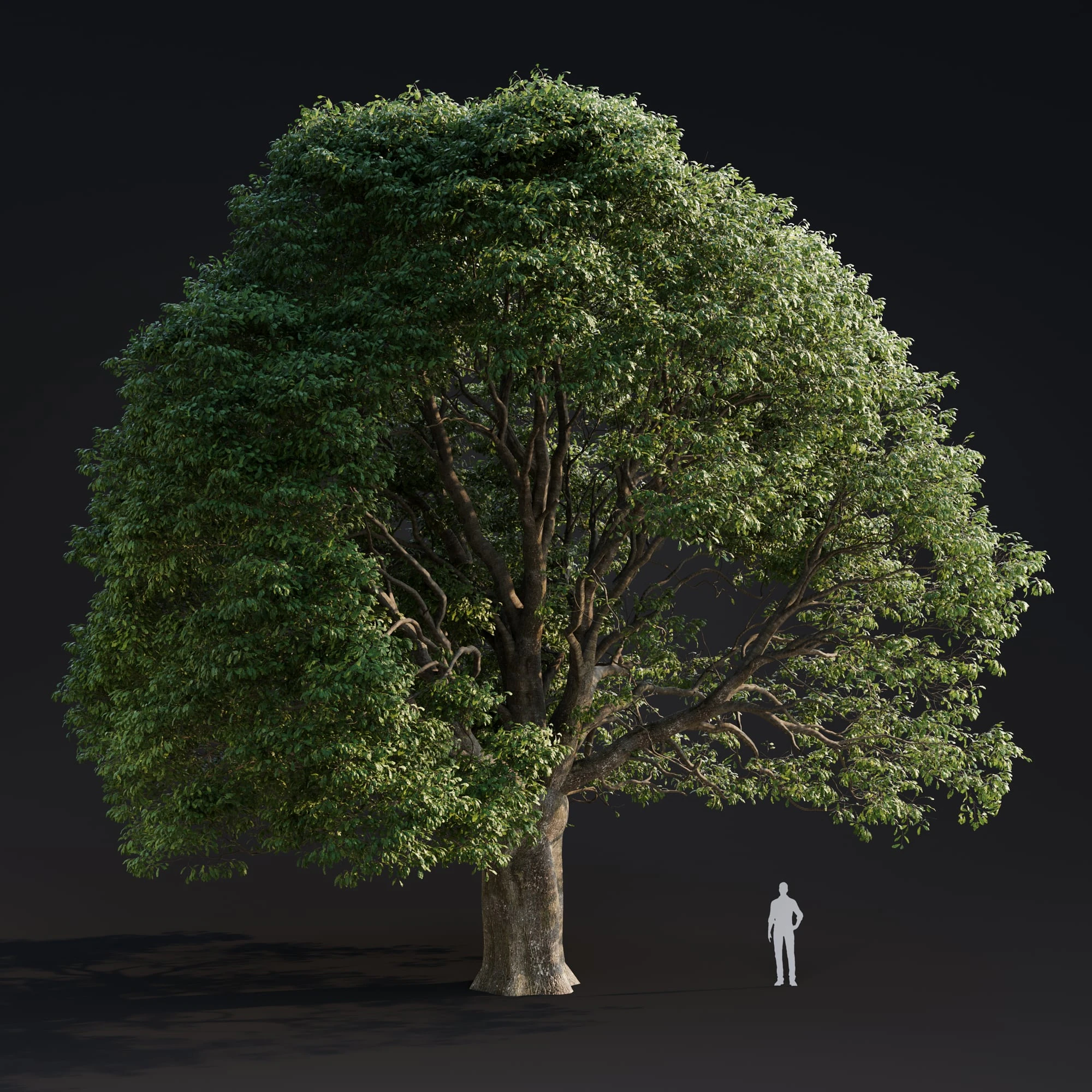 015 quercus robur — Скачать