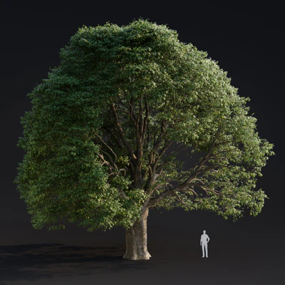 015 quercus robur — Скачать