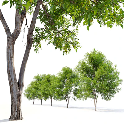 Fraxinus mandshurica — Вид 4