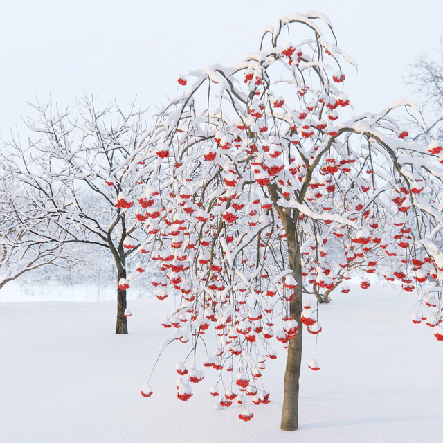Winter trees # 1 — Descargar